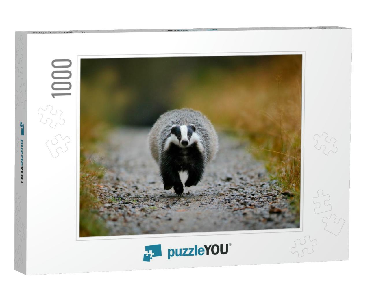 Badger Running in the Forest Gravel Road. Action Wildlife... Jigsaw Puzzle with 1000 pieces