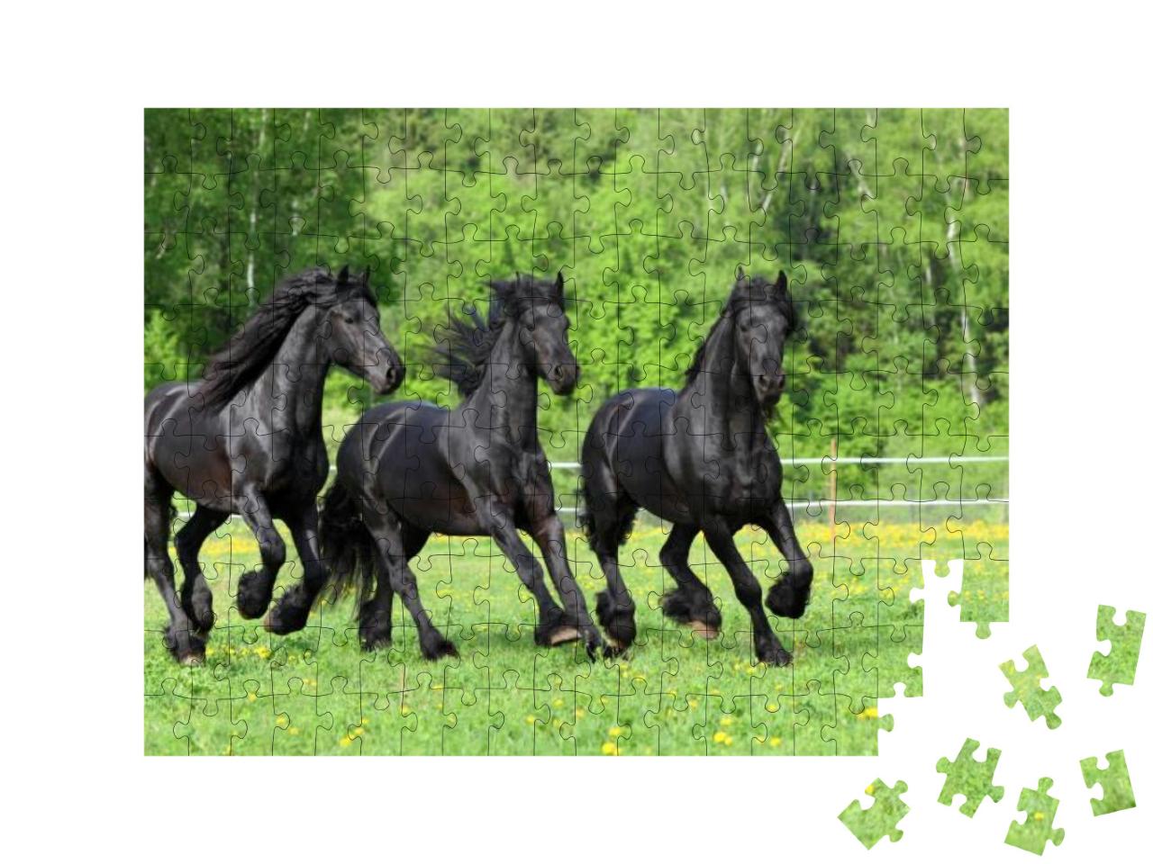 Three Dressage Friesian Horse Portrait in Outdoor... Jigsaw Puzzle with 200 pieces