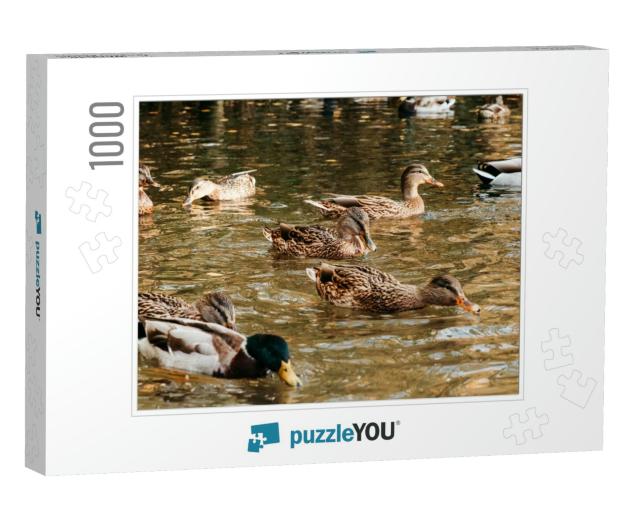 A Large Flock of Ducks Eats Abandoned Bread on the Lake... Jigsaw Puzzle with 1000 pieces