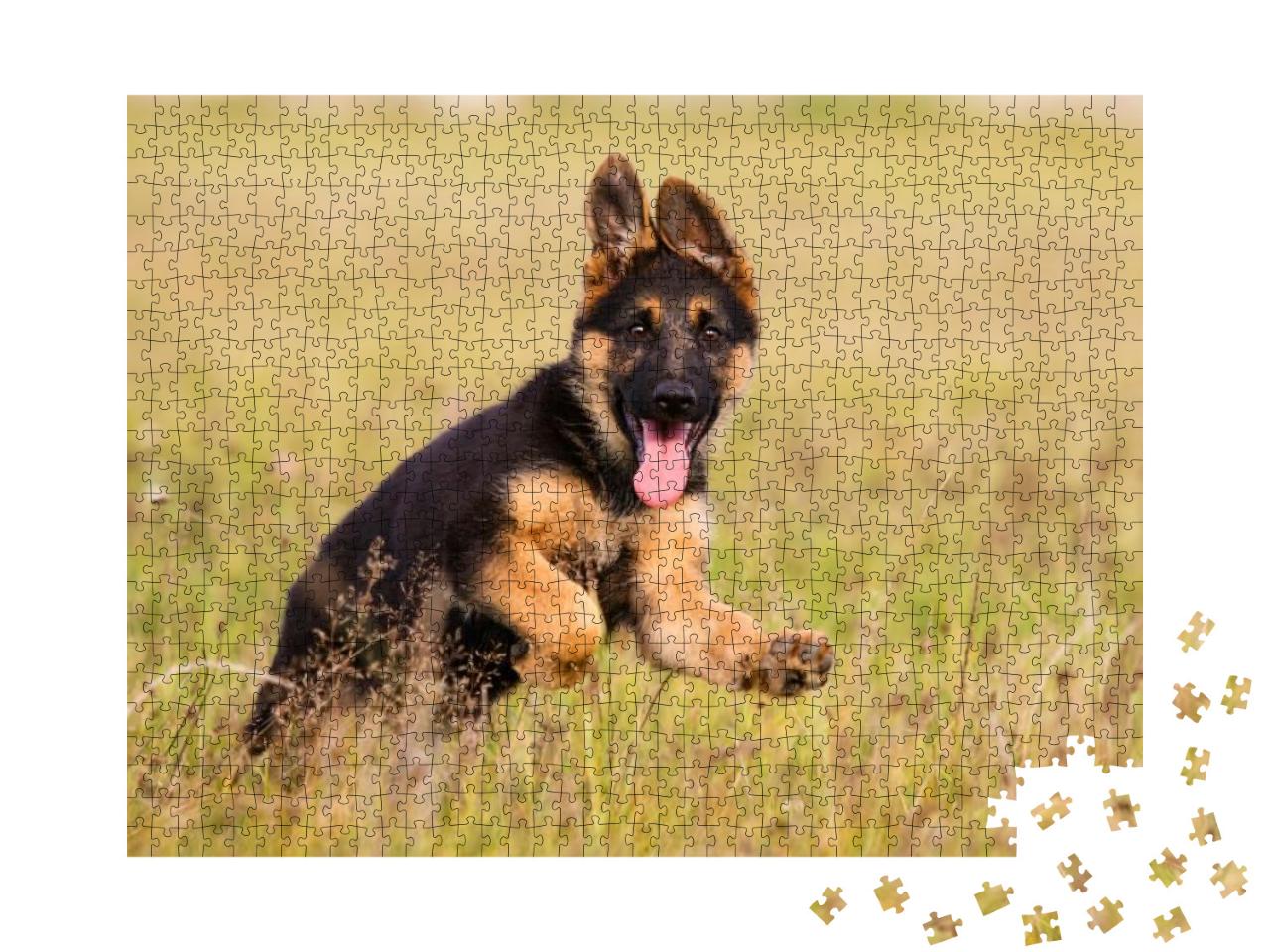 German Shepherd Puppy Runs on the Grass... Jigsaw Puzzle with 1000 pieces