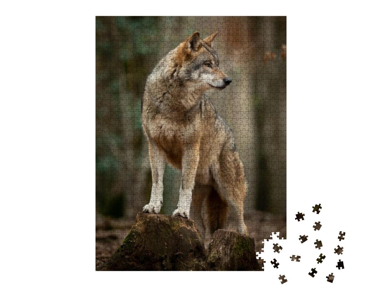 Grey Wolf in the Forest During the Spring... Jigsaw Puzzle with 1000 pieces