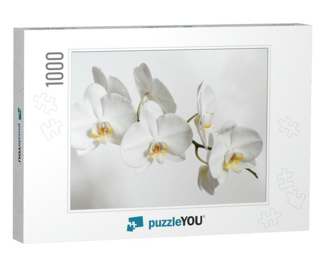 On a White Background White Orchid Flowers... Jigsaw Puzzle with 1000 pieces