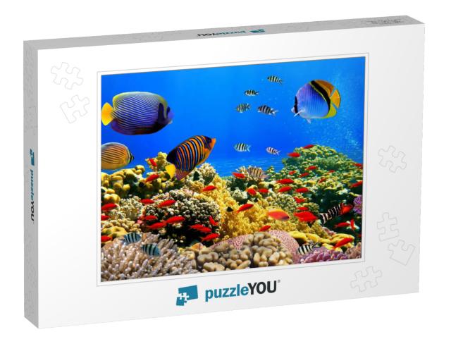 Photo of a Coral Colony on a Reef, Red Sea, Egypt... Jigsaw Puzzle