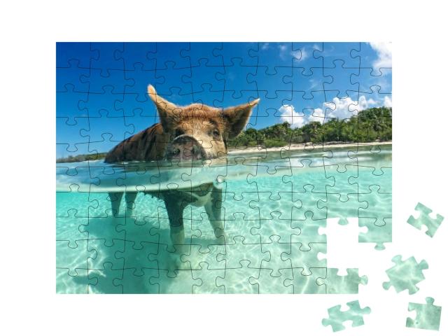 Wild, Swimming Pig on Big Majors Cay in the Bahamas... Jigsaw Puzzle with 100 pieces