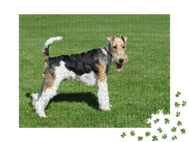 Wire Fox Terrier Portrait in Show Pose... Jigsaw Puzzle with 1000 pieces