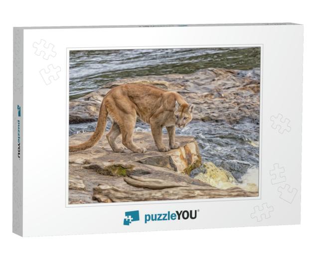 Mountain Lion At Riverside, Digital Oil Painting... Jigsaw Puzzle