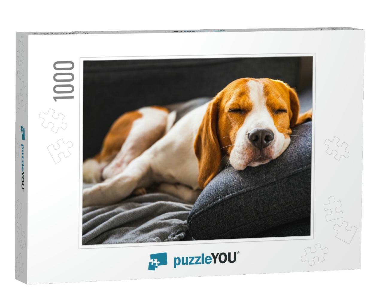 Adorable Beagle Hound in Bright Interior Background. a Pe... Jigsaw Puzzle with 1000 pieces