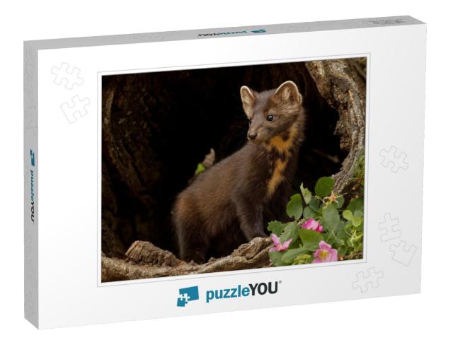 Pine Marten in Montana, Usa... Jigsaw Puzzle