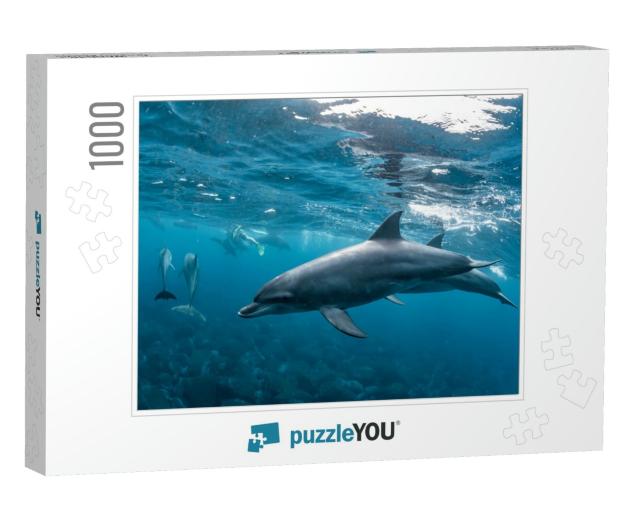 Dolphins Inhabiting Mikurajima in Tokyo, Japan... Jigsaw Puzzle with 1000 pieces