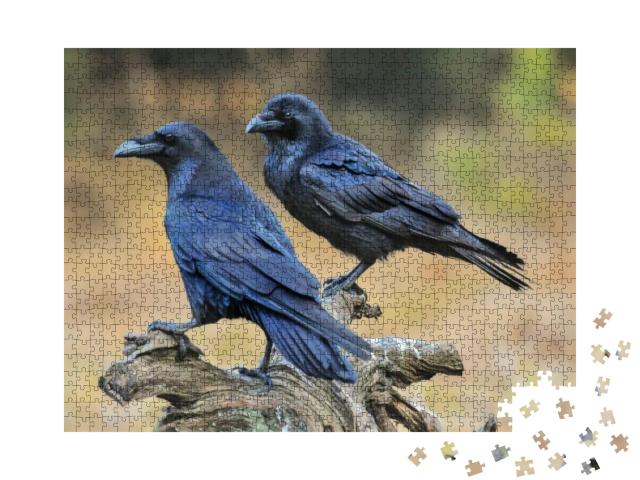 Common Raven on Old Stump. Corvus Corax... Jigsaw Puzzle with 1000 pieces