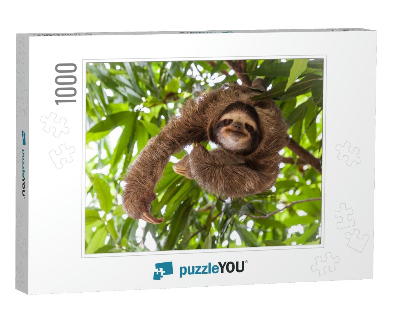 The Sloth on the Tree... Jigsaw Puzzle with 1000 pieces