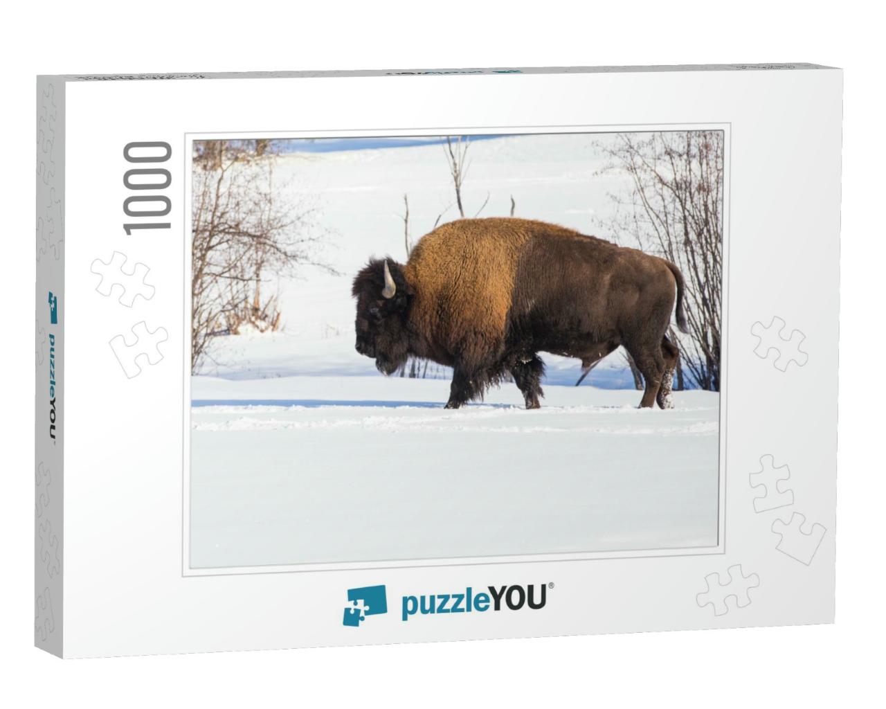 American Bison Bison in Winter... Jigsaw Puzzle with 1000 pieces