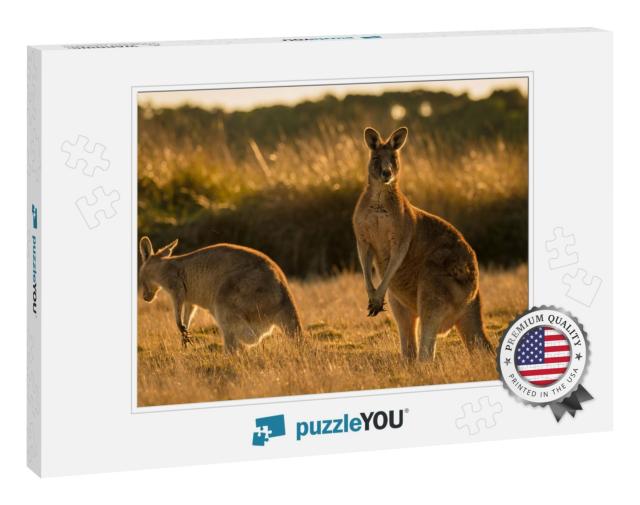 Kangaroo in Open Field During a Golden Sunset... Jigsaw Puzzle
