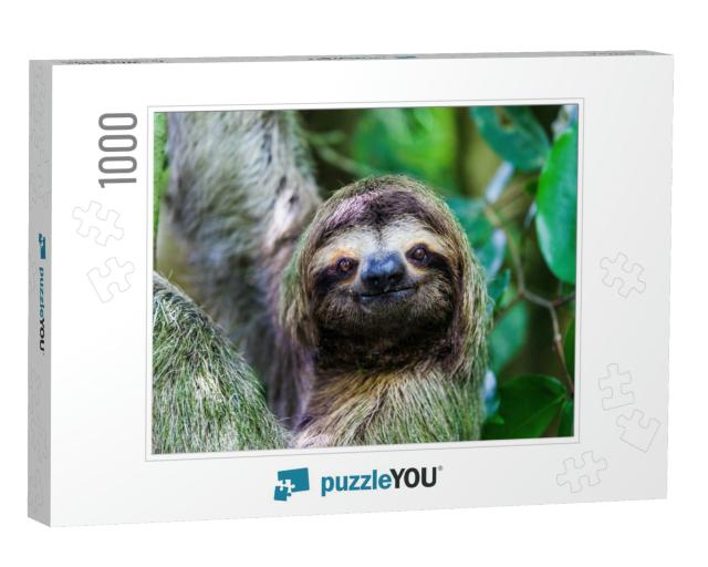 Sloth, Manuel Antonio National Park, Costa Rica, Central... Jigsaw Puzzle with 1000 pieces