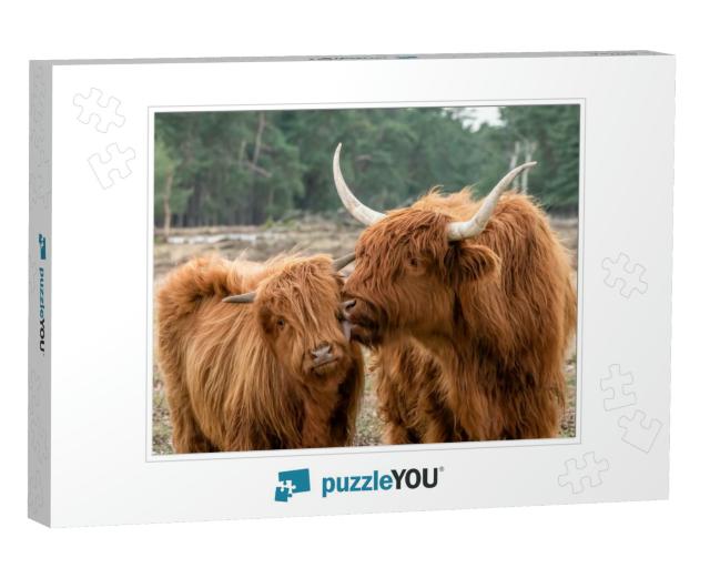Beautiful Highland Cow Cattle with Calf Bos Taurus Taurus... Jigsaw Puzzle