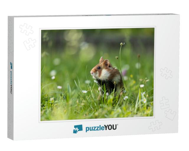 An Adult Field Hamster in a Green Meadow with Flowers... Jigsaw Puzzle