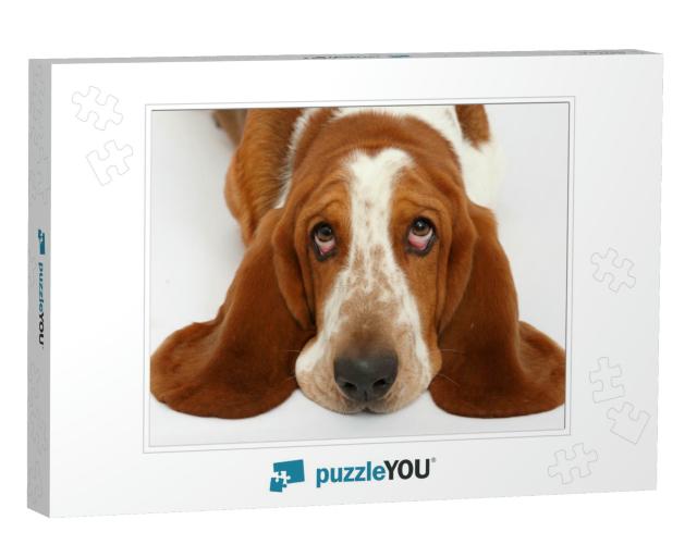 Dog, Basset Hound Portrait on the White Background, Isola... Jigsaw Puzzle