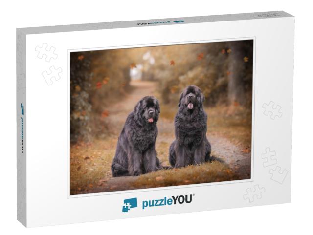 Amazing Newfoundland Dogs in Autumn... Jigsaw Puzzle