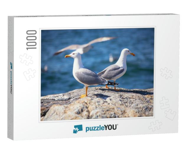 Close Up View of Two White Seagulls Sitting on the Beach... Jigsaw Puzzle with 1000 pieces