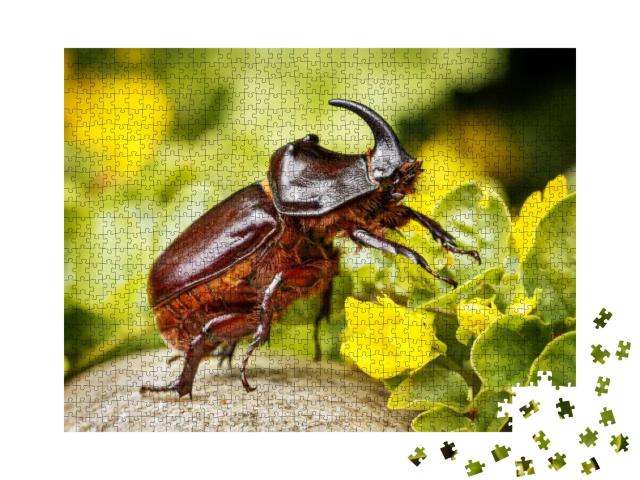 Rhinoceros Beetle - Arthropoda - Rhinoceros Beetles Have... Jigsaw Puzzle with 1000 pieces