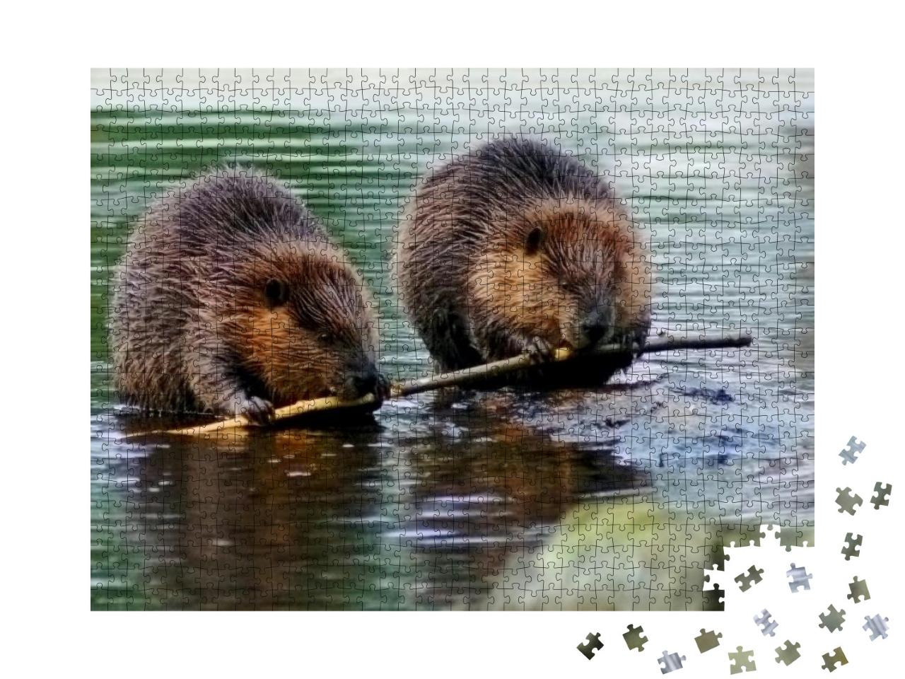 Beaver Couple Eating the Same Tree Branch... Jigsaw Puzzle with 1000 pieces
