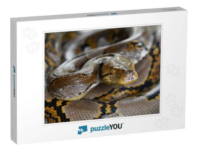 Reticulated Python Snake of Borneo | Python Reticulatus... Jigsaw Puzzle