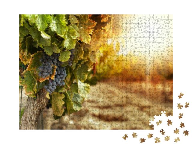 Vineyards At Sunset in Autumn Harvest. Ripe Grapes in Fal... Jigsaw Puzzle with 1000 pieces