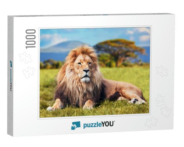 Big Lion Lying on Savannah Grass. Landscape with Characte... Jigsaw Puzzle with 1000 pieces