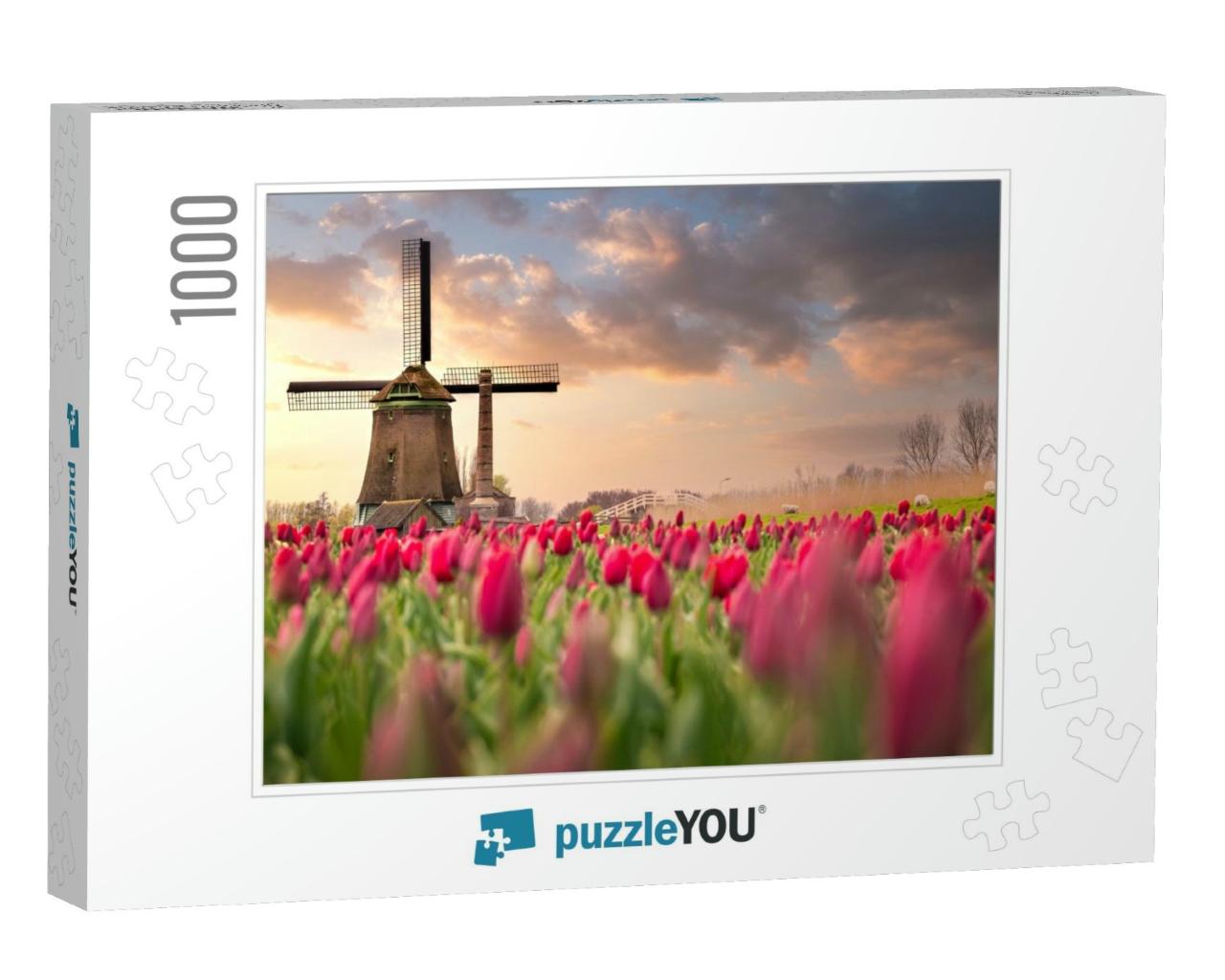 Tulip Fields & Windmill in Netherland, Near Lisse... Jigsaw Puzzle with 1000 pieces