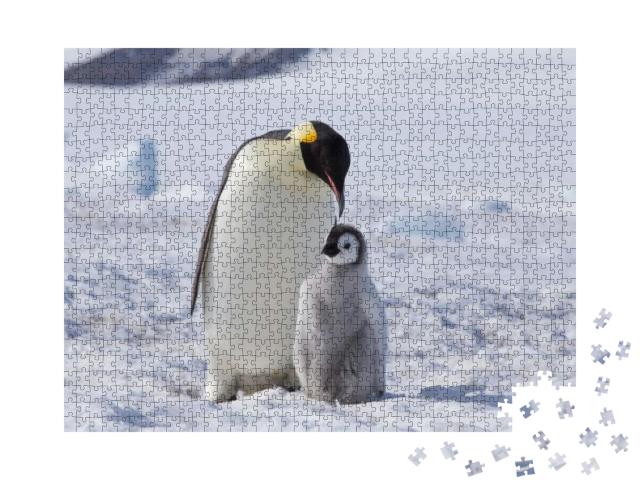 An Emperor Penguin with Chick At the Emperor Penguin Colo... Jigsaw Puzzle with 1000 pieces