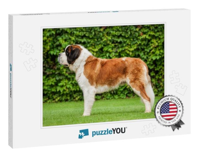 Saint Bernard Dog Standing on the Lawn... Jigsaw Puzzle
