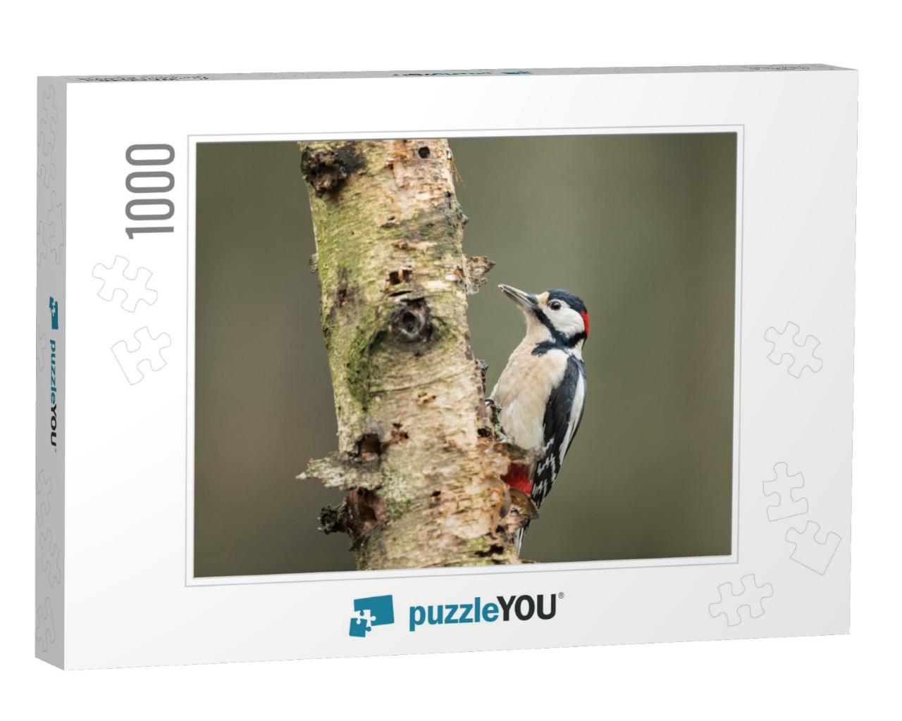 Great Spotted Woodpecker Sitting on a Birch Tree - Grote... Jigsaw Puzzle with 1000 pieces