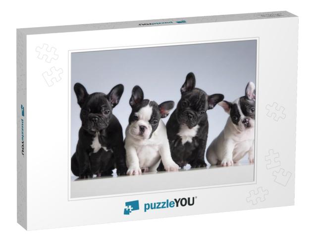 Four French Bulldogs. Studio Shot... Jigsaw Puzzle