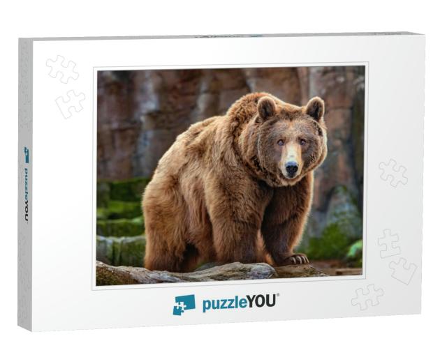 Picture of a Big Brown Bear... Jigsaw Puzzle