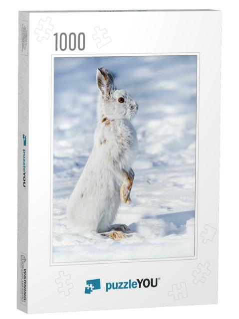 White Snowshoe Hare Standing on Snow in Winter... Jigsaw Puzzle with 1000 pieces