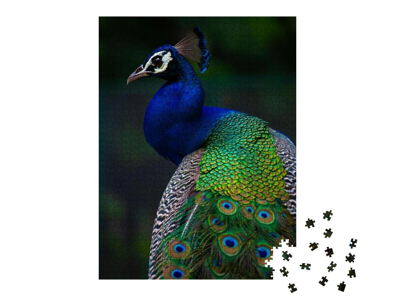 Indian Peacock, Closeup, Peacock Head, Peacock Feathers... Jigsaw Puzzle with 1000 pieces