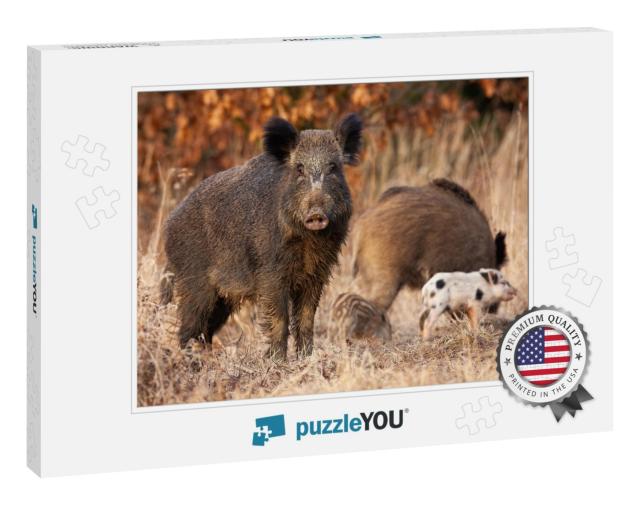 Dangerous Wild Boar, Sus Scrofa, Protecting It Young Stri... Jigsaw Puzzle