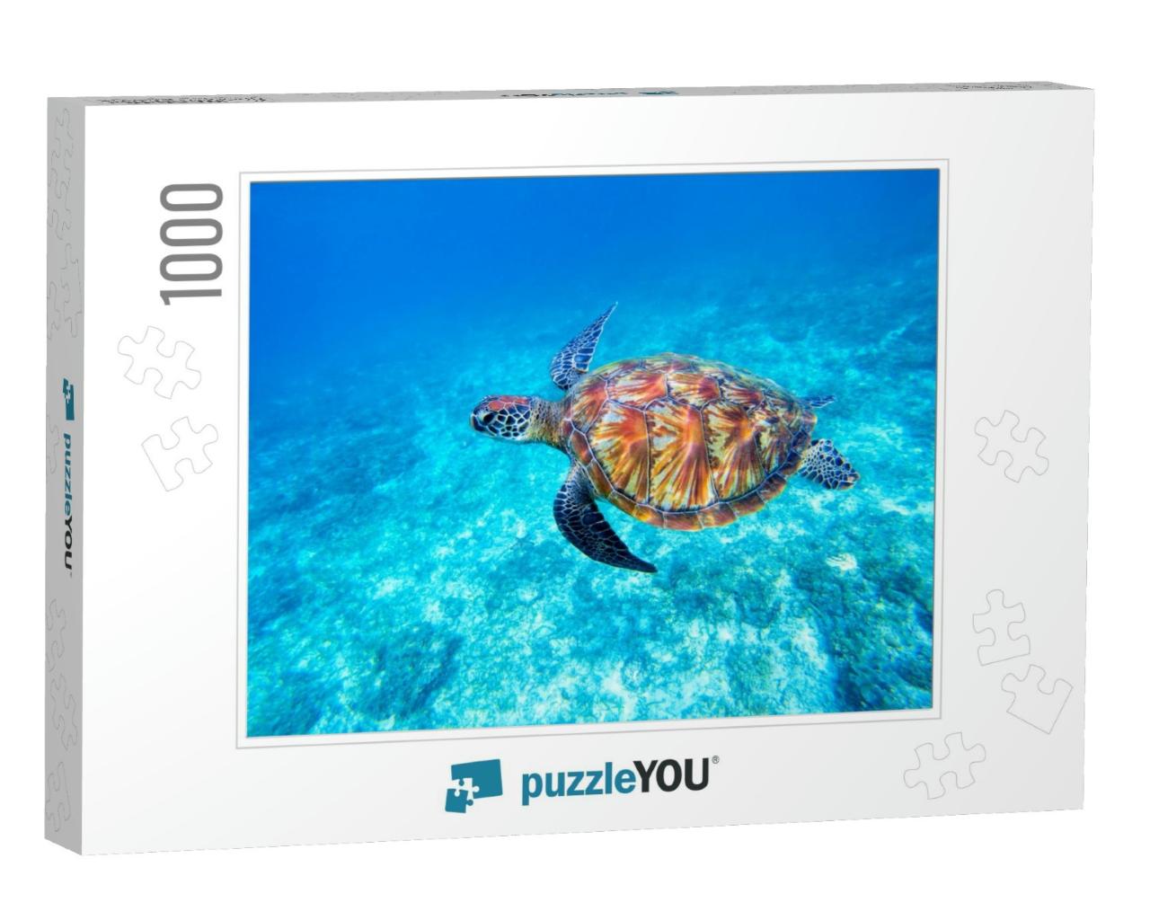 Green Sea Turtle in Shallow Seawater. Big Green Sea Turtl... Jigsaw Puzzle with 1000 pieces