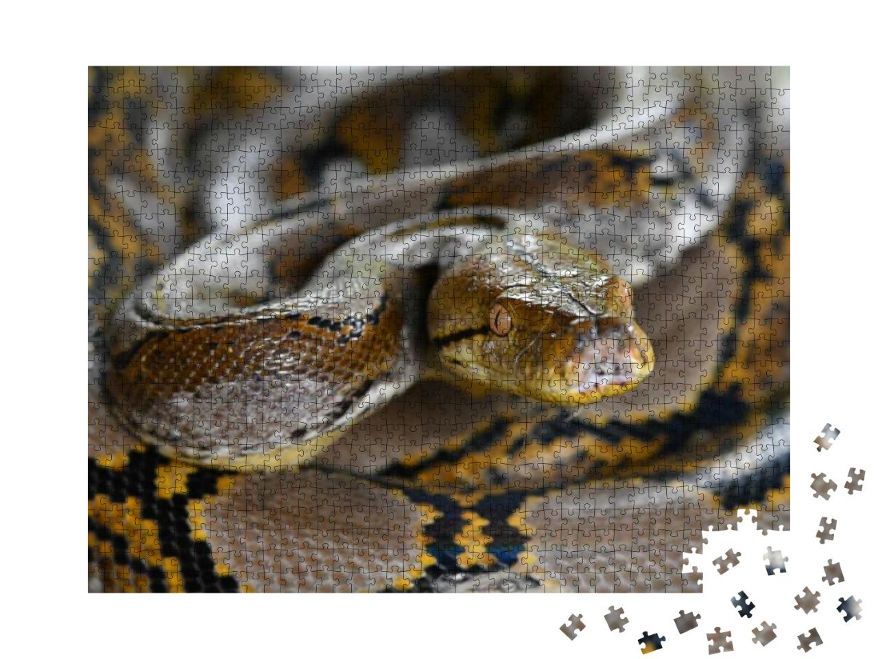 Reticulated Python Snake of Borneo | Python Reticulatus... Jigsaw Puzzle with 1000 pieces