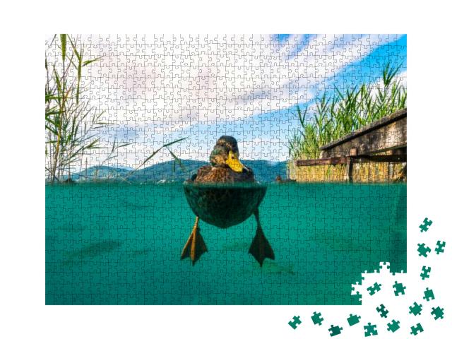 A Underwater Picture of a Duck & with Some Fishes in a La... Jigsaw Puzzle with 1000 pieces