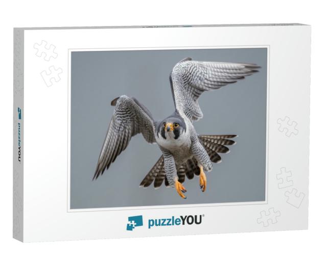 Peregrine Falcon in Flight... Jigsaw Puzzle