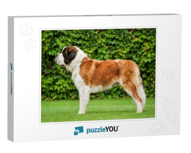 Saint Bernard Dog Standing on the Lawn... Jigsaw Puzzle