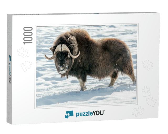 The Muskox Ovibos Moschatus, Also Spelled Musk Ox & Musk-... Jigsaw Puzzle with 1000 pieces