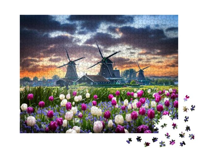 Netherlands Landscape with Beautiful Violet & White Tulip... Jigsaw Puzzle with 1000 pieces
