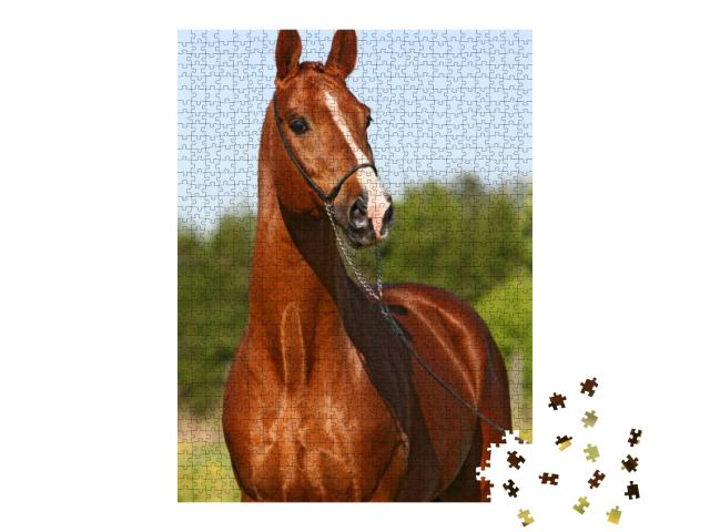 Chestnut Trakehner Stallion... Jigsaw Puzzle with 1000 pieces