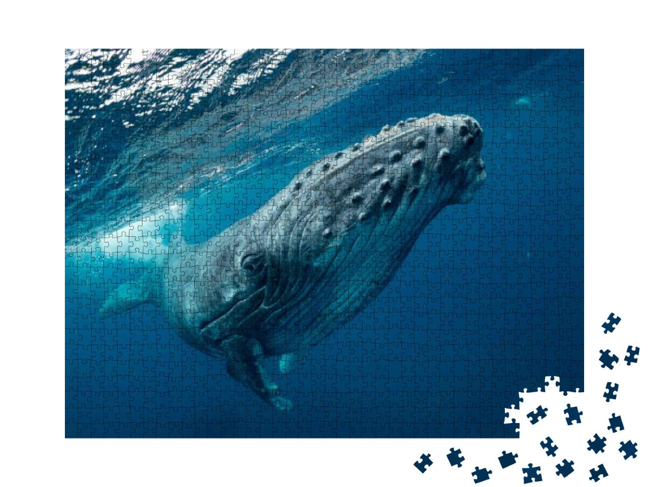 Whale Nature Tonga... Jigsaw Puzzle with 1000 pieces