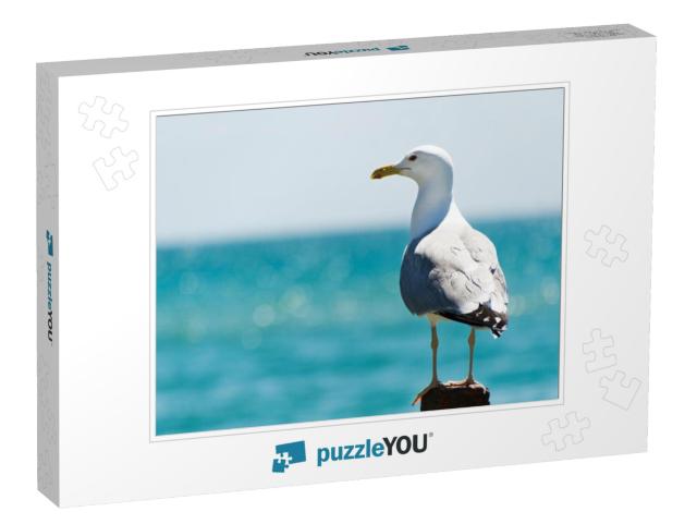 Seagull Portrait Against Sea Shore. Close Up View of Whit... Jigsaw Puzzle