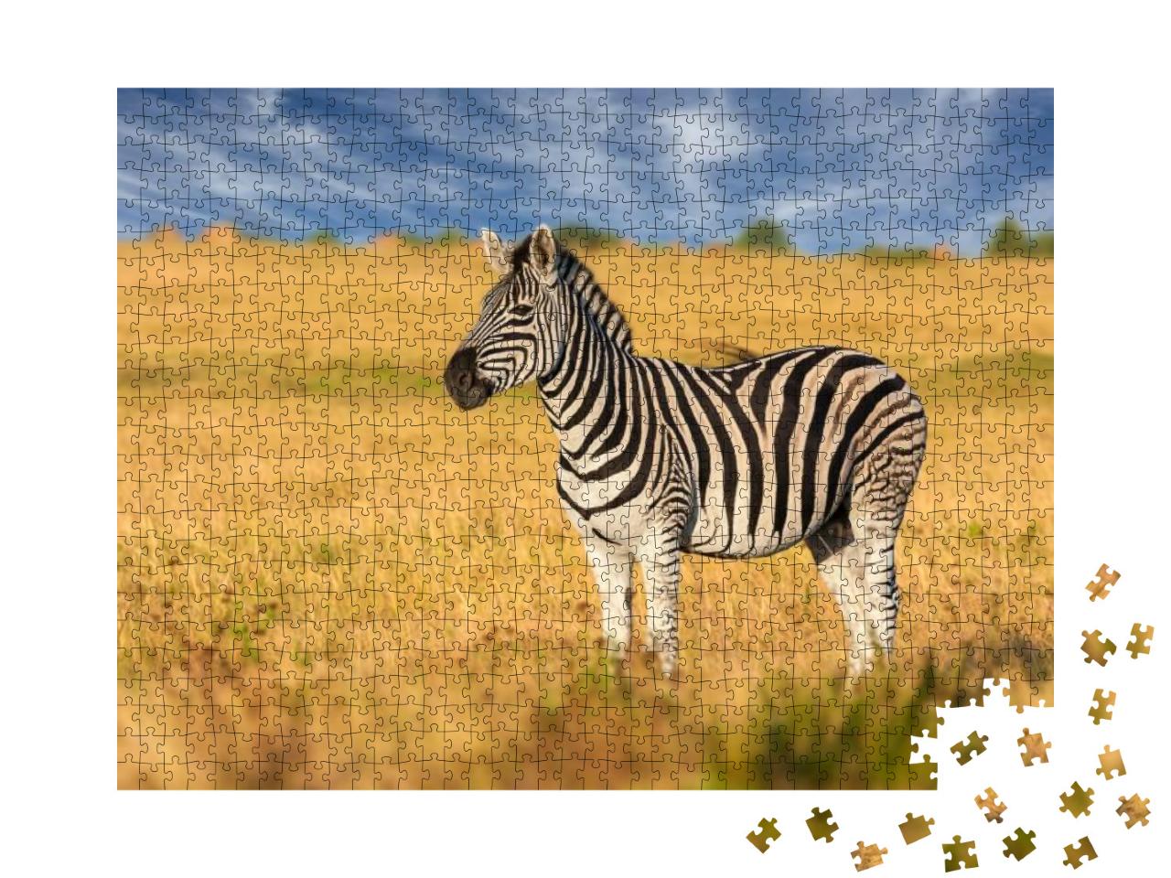 African Plains Zebra on the Dry Brown Savannah Grasslands... Jigsaw Puzzle with 1000 pieces