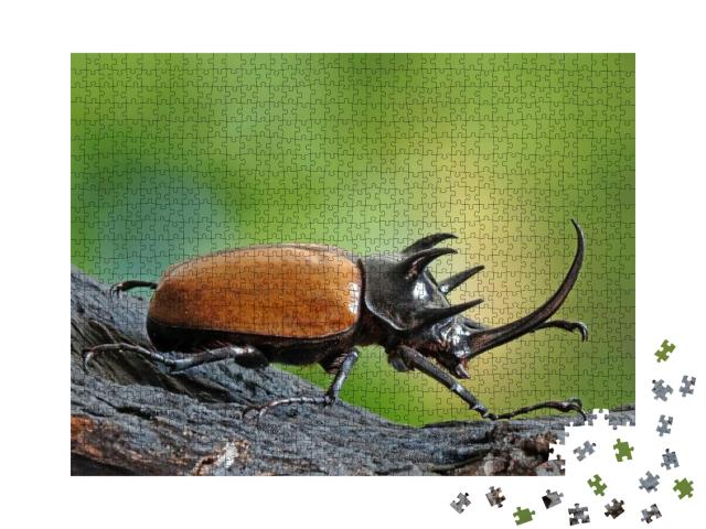 Five-Horned Rhinoceros Beetle Eupatorus Gracilicornis Als... Jigsaw Puzzle with 1000 pieces