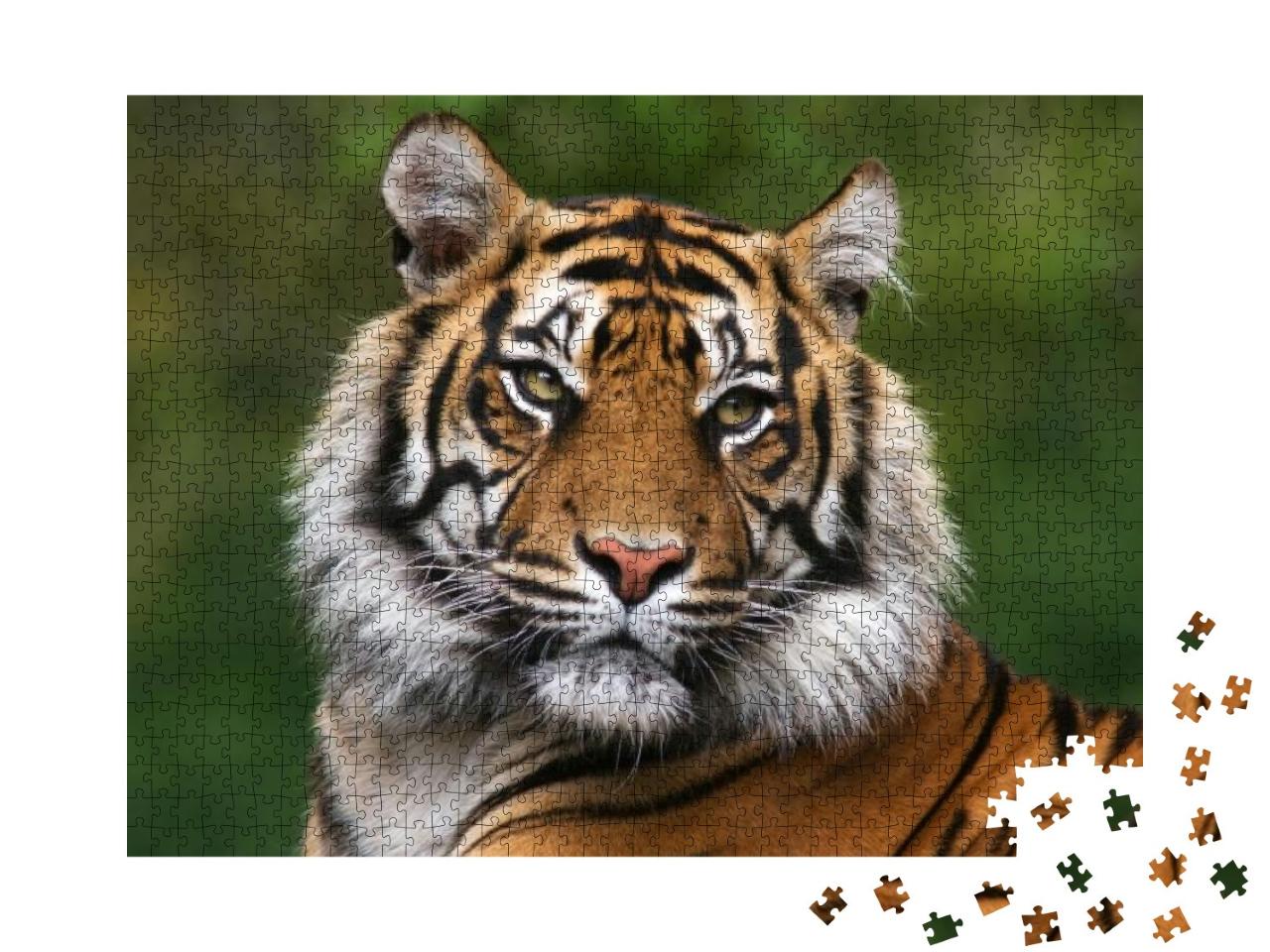 Tiger, Portrait of a Bengal Tiger... Jigsaw Puzzle with 1000 pieces
